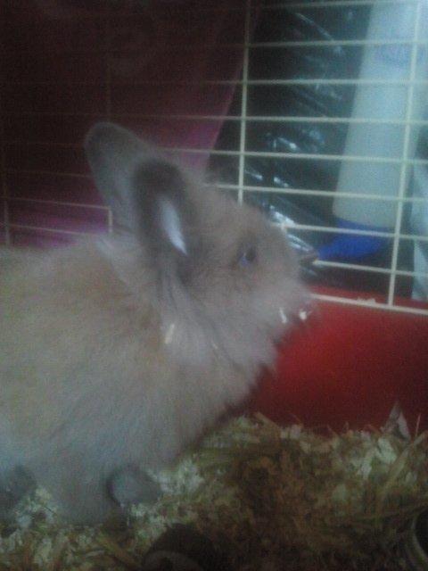 Kanin Prinsesse Candy billede 9