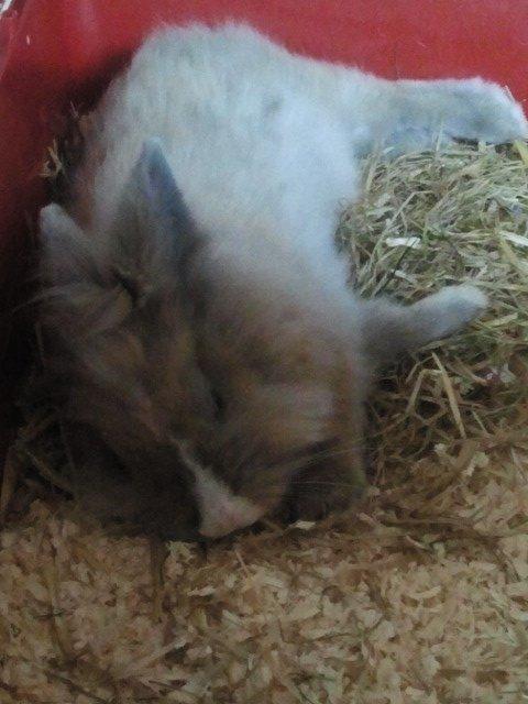 Kanin Prinsesse Candy billede 10