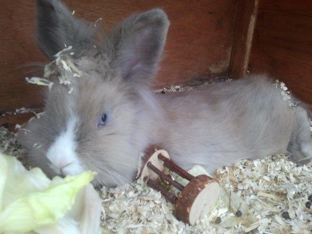 Kanin Prinsesse Candy billede 12