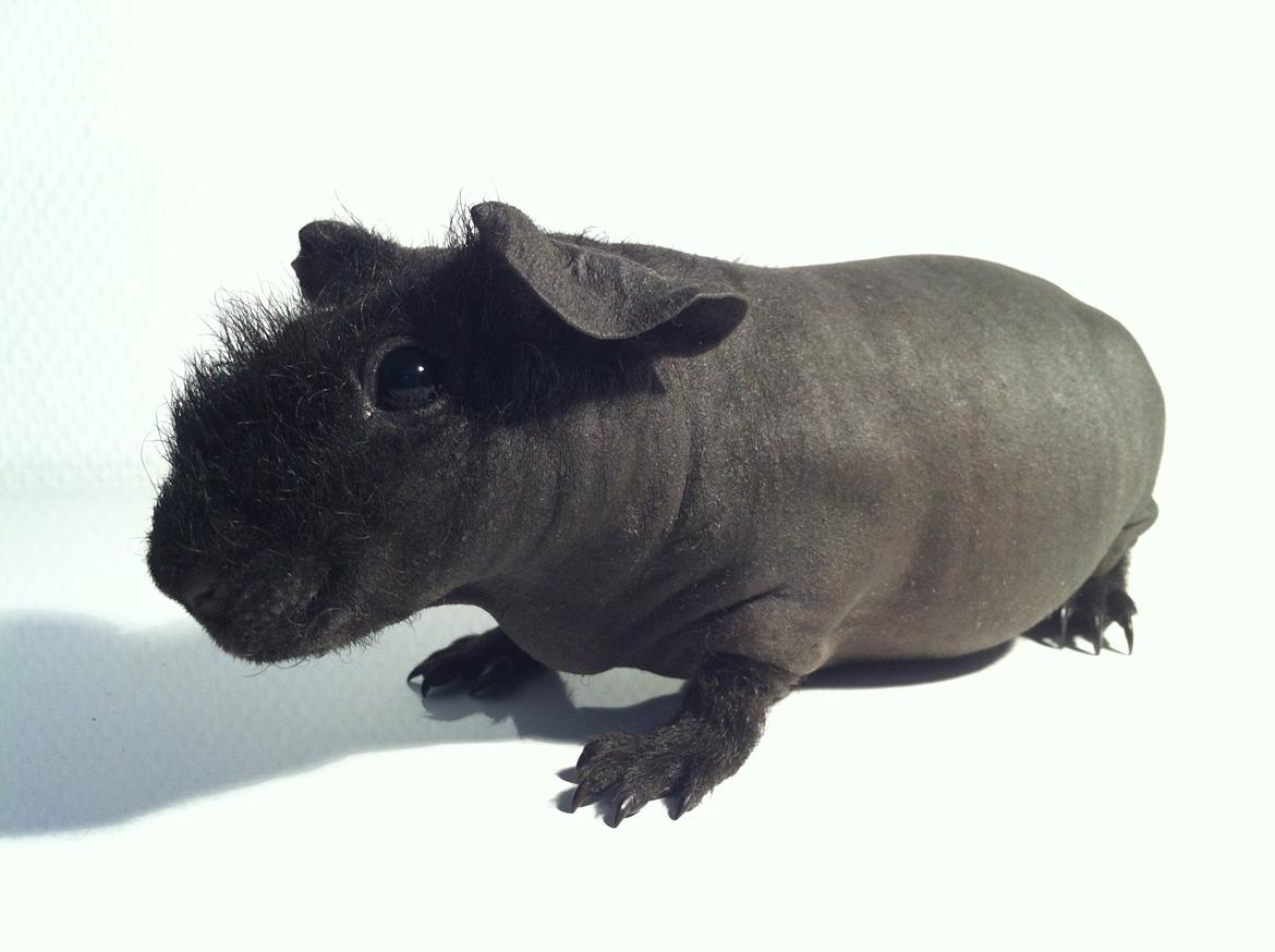 Marsvin Abby billede 1