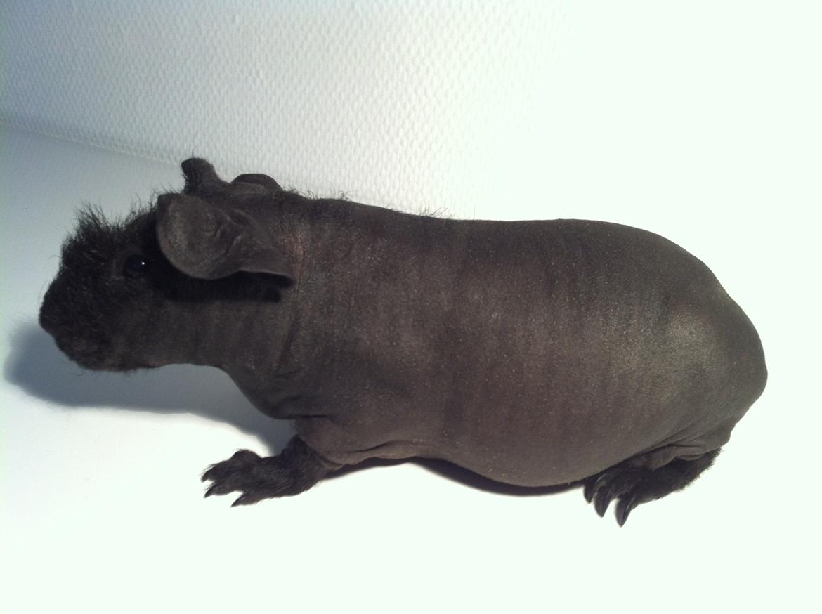 Marsvin Abby billede 2