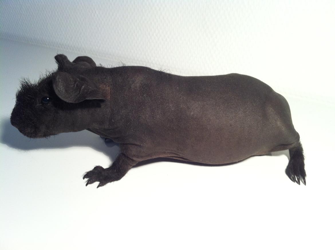 Marsvin Abby billede 4