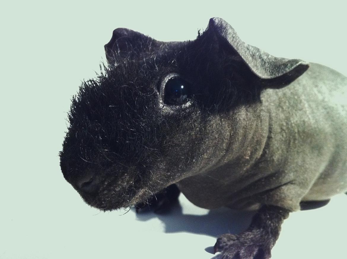 Marsvin Abby billede 3