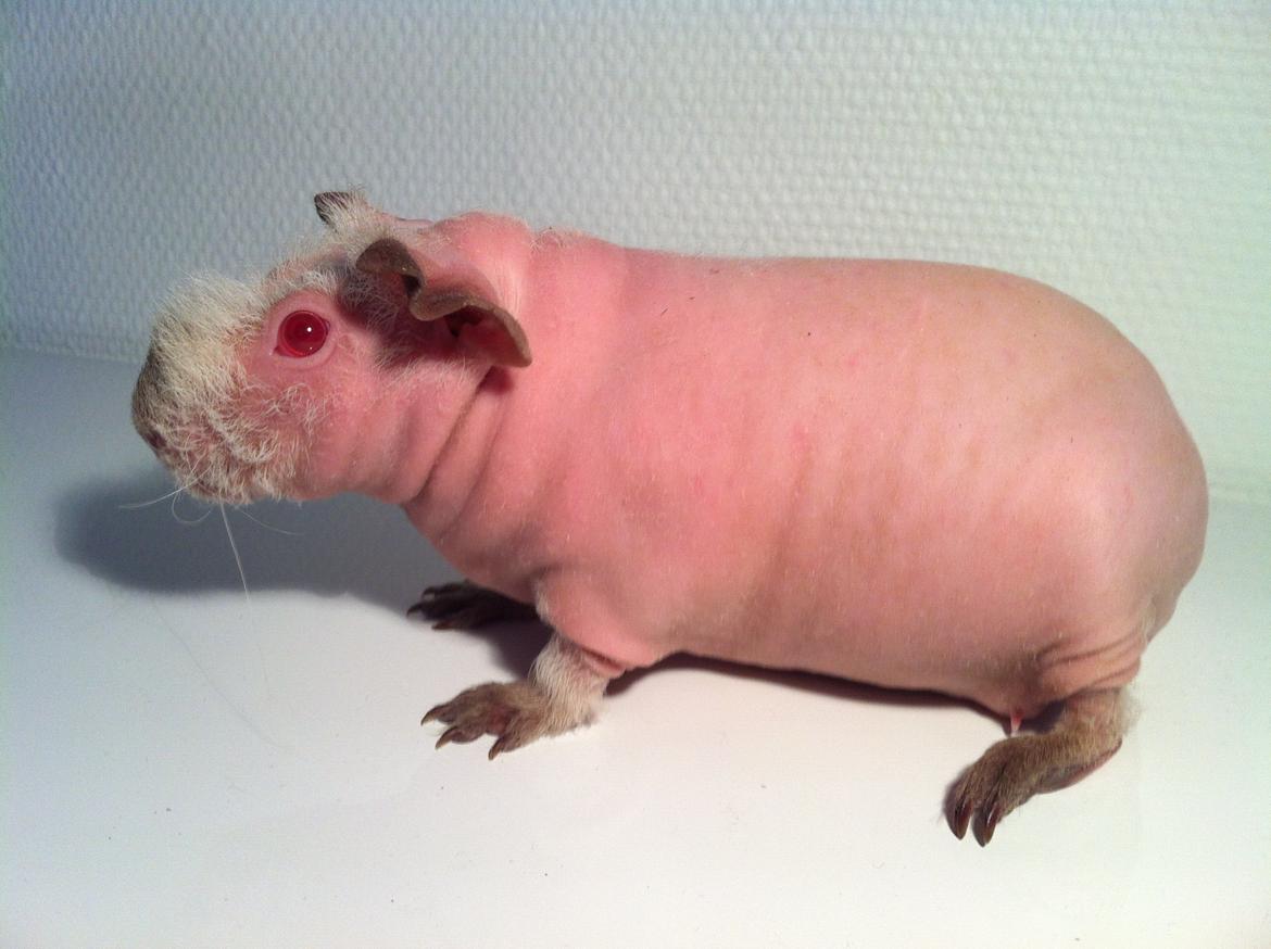 Marsvin Flintstones Smilla billede 3