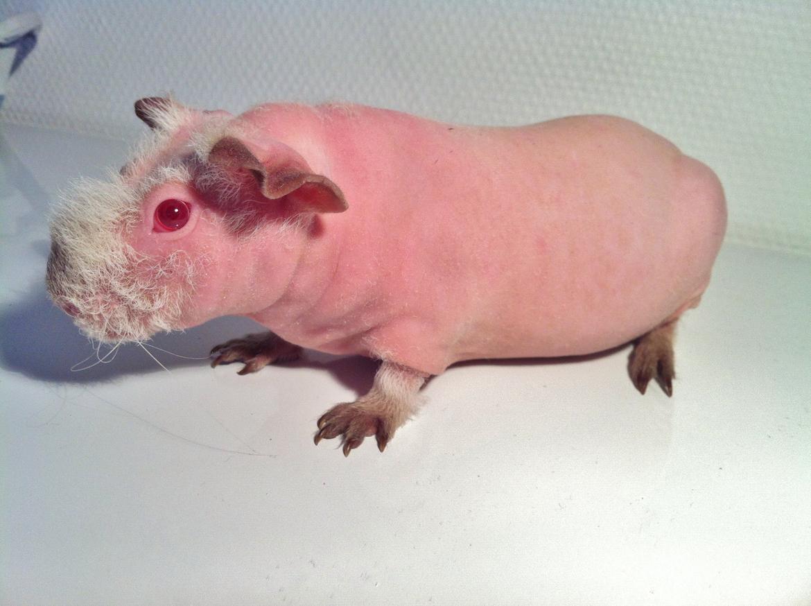 Marsvin Flintstones Smilla billede 1