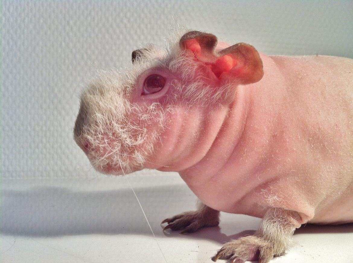 Marsvin Flintstones Smilla billede 2