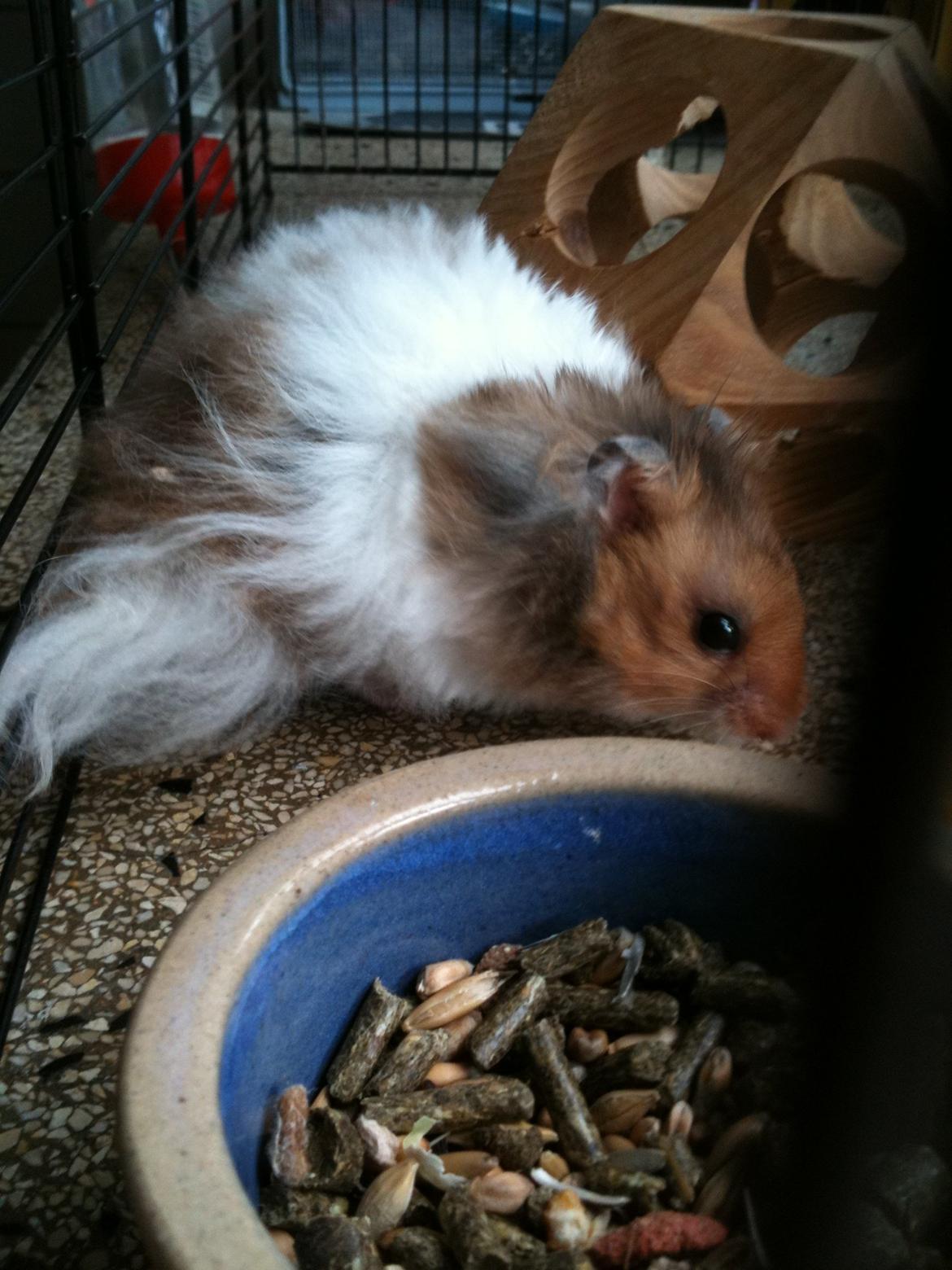 Hamster Victor †  billede 1