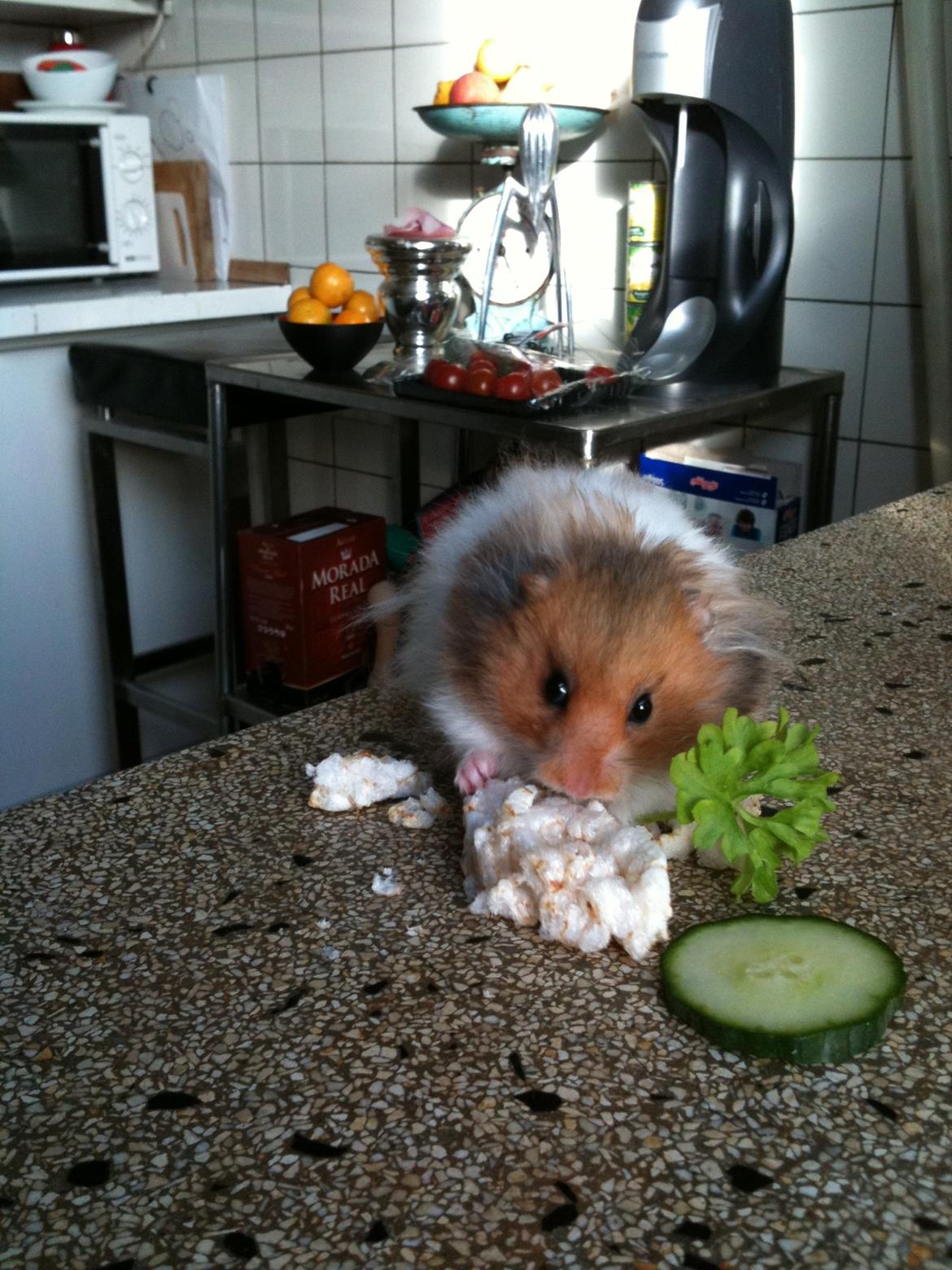 Hamster Victor †  billede 2