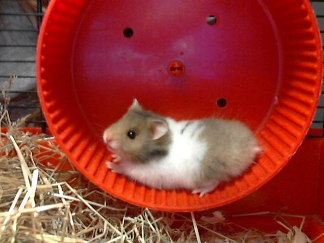 Hamster Victor †  - Victor som helt lille. billede 3