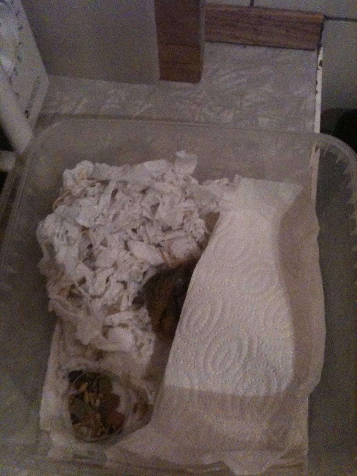 Hamster Victor †  - R.I.P billede 4