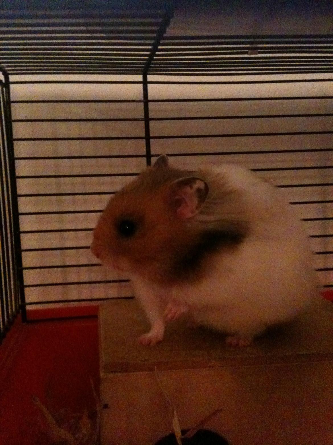 Hamster Victor †  billede 5