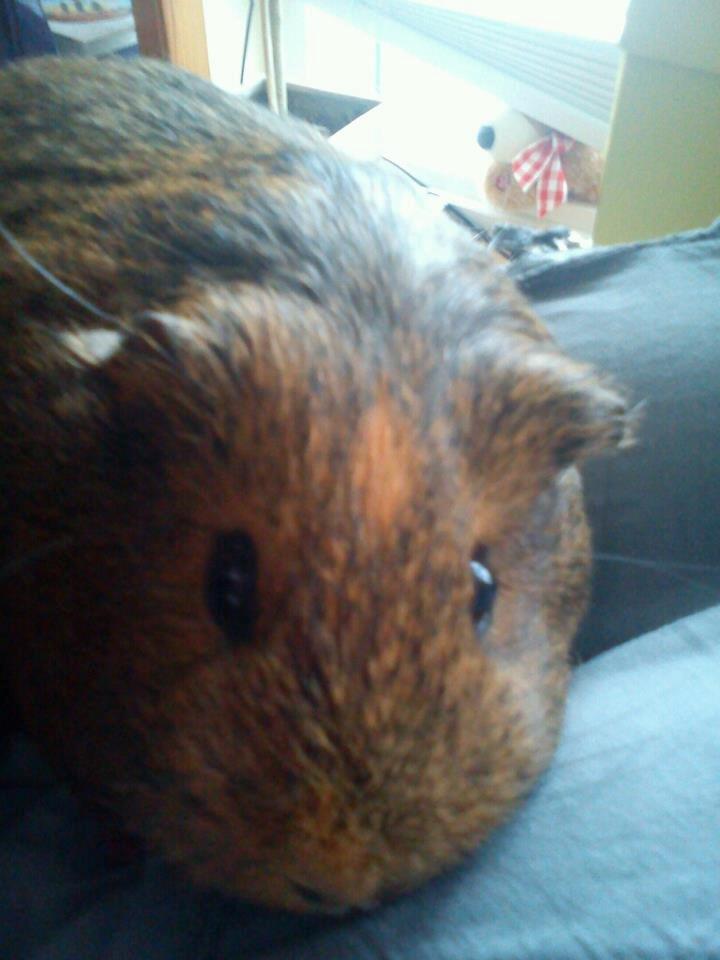 Marsvin Team hop´s Tita3 *tykke* billede 20