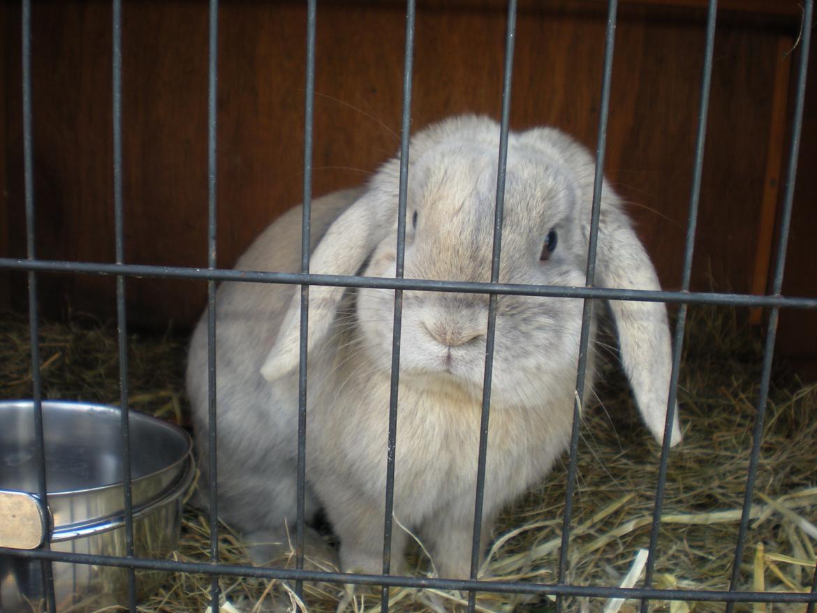 Kanin Nuser billede 2