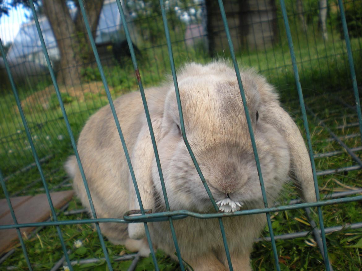 Kanin Nuser billede 3