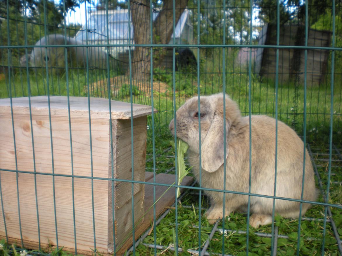 Kanin Nuser billede 4