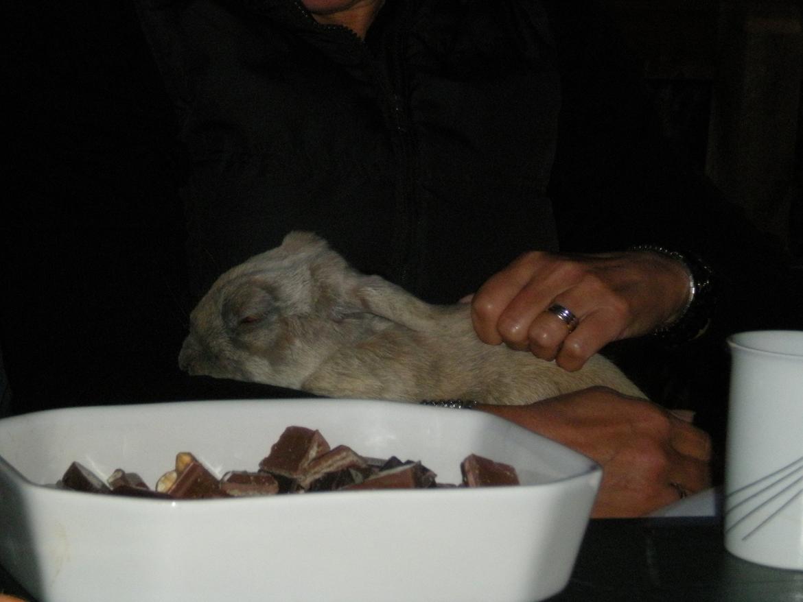 Kanin Nuser billede 5