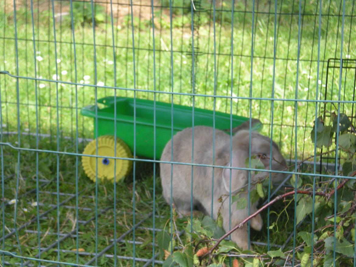 Kanin Nuser billede 6