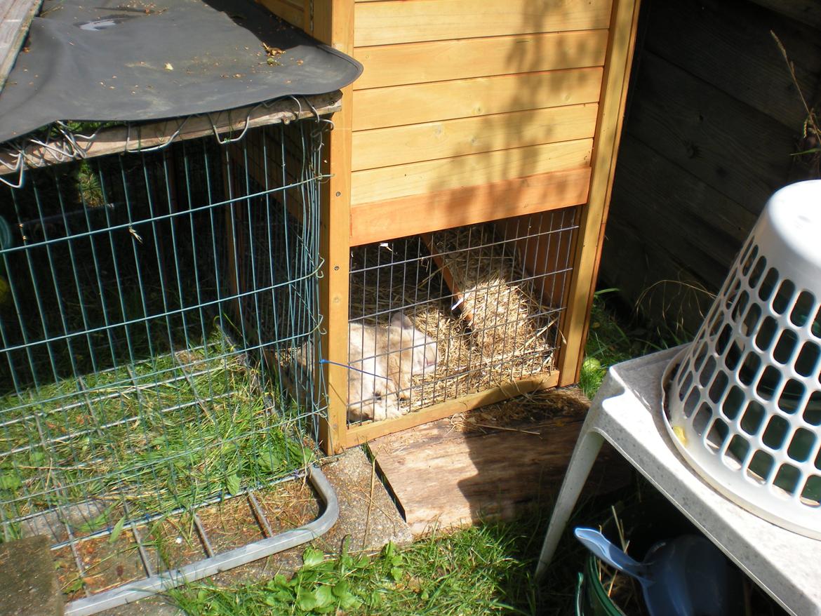 Kanin Nuser billede 7