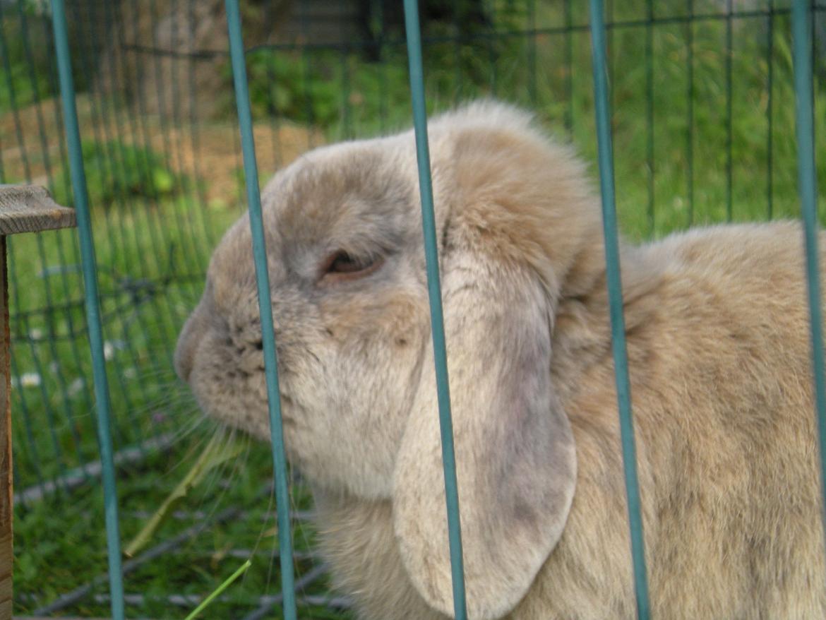 Kanin Nuser billede 8