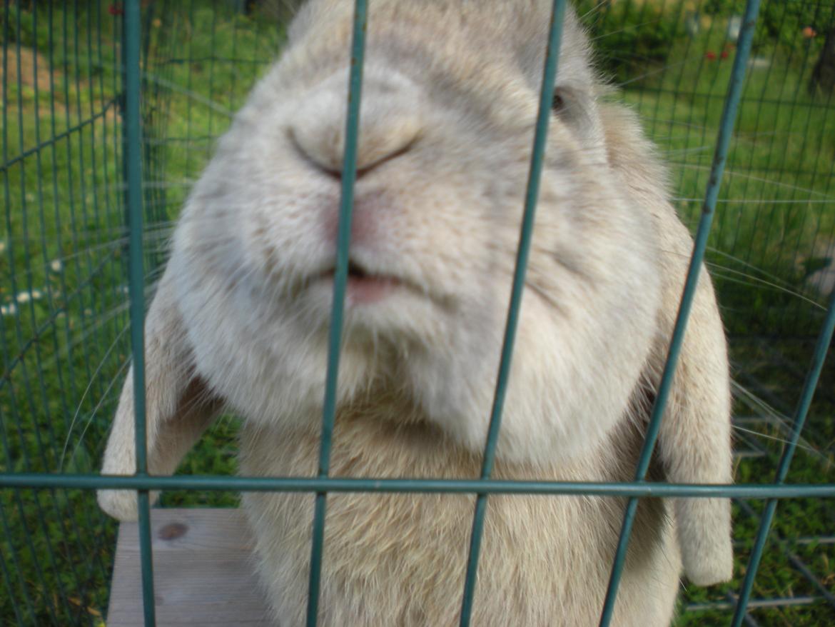 Kanin Nuser billede 9