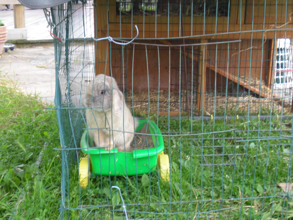 Kanin Nuser billede 10