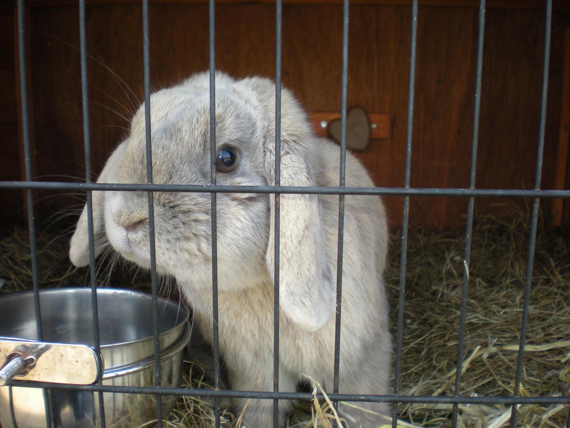 Kanin Nuser billede 11