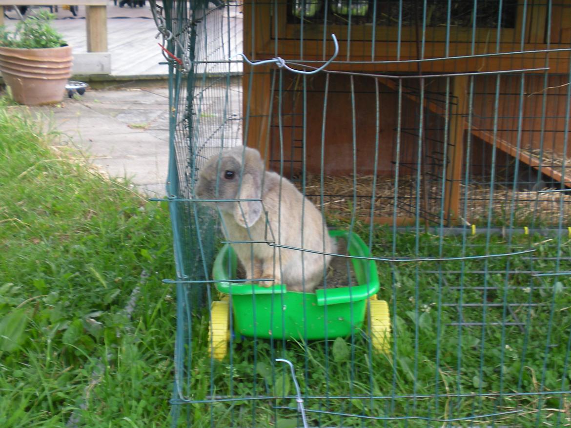 Kanin Nuser billede 12