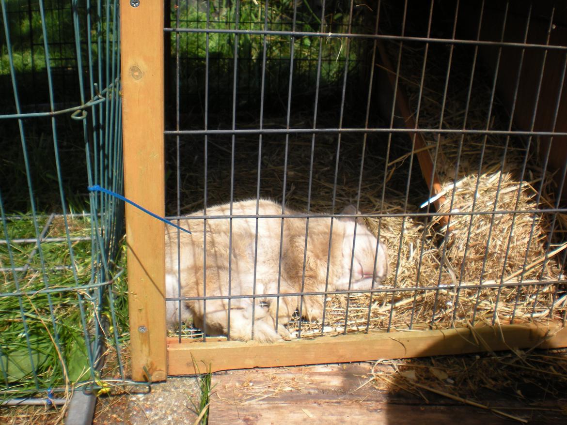 Kanin Nuser billede 13