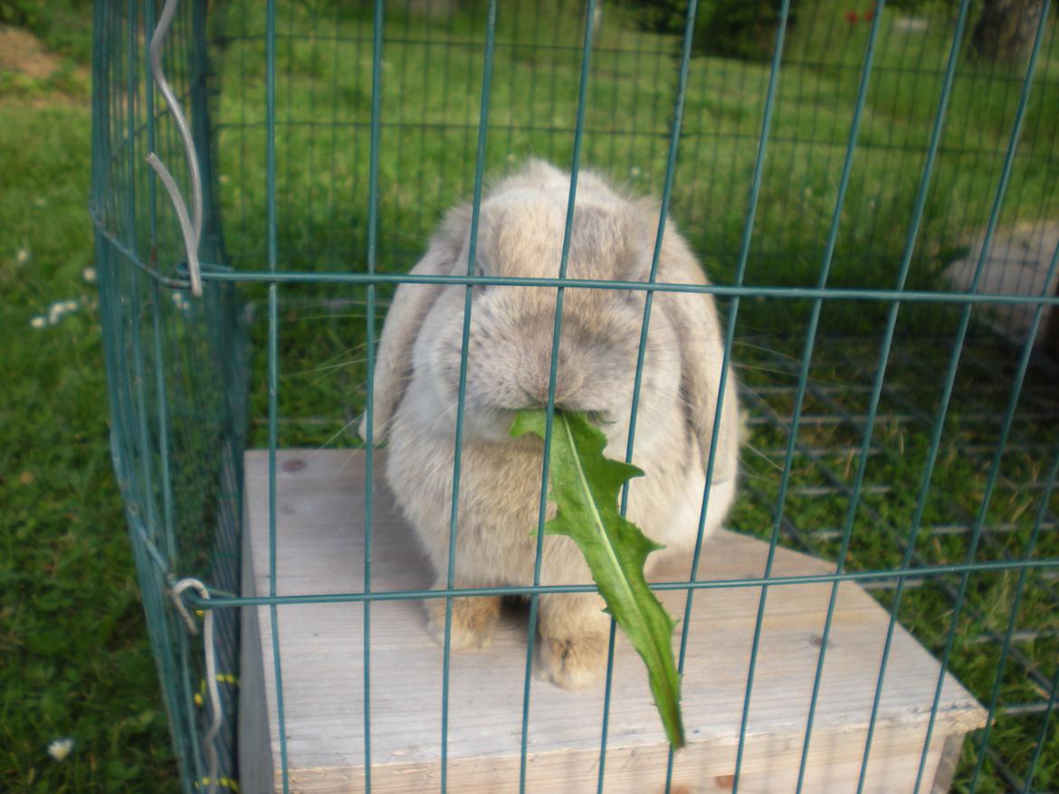 Kanin Nuser billede 14