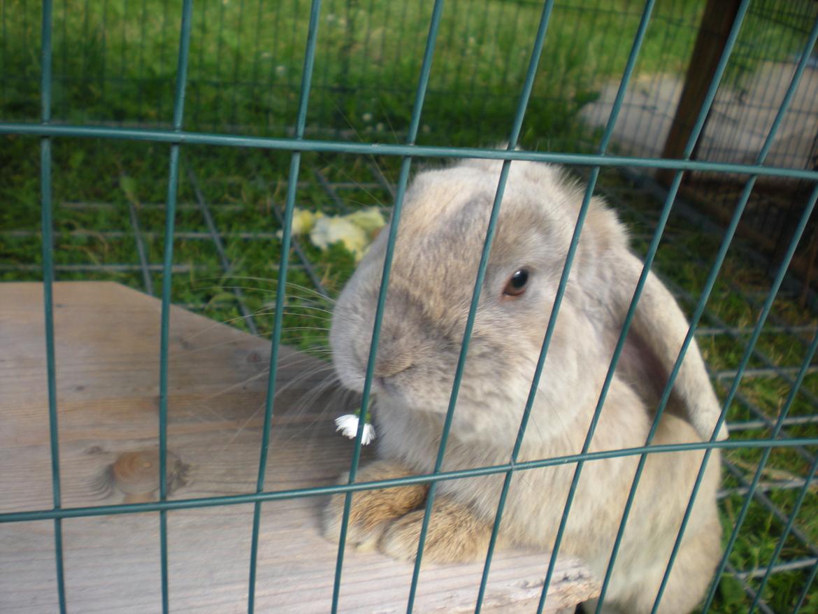 Kanin Nuser billede 15