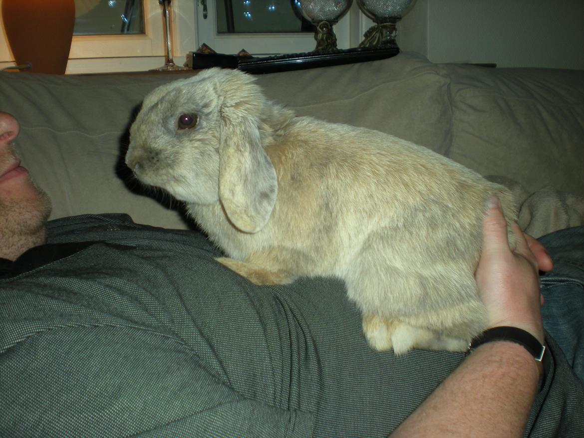 Kanin Nuser - Flotte Nuser hygger med far billede 17