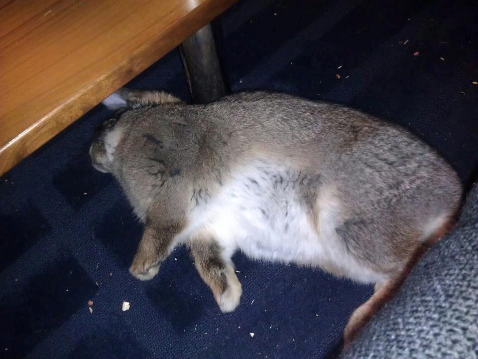 Kanin Mundo Fransk vædder - Ligger og flyder under sofabordet. billede 26