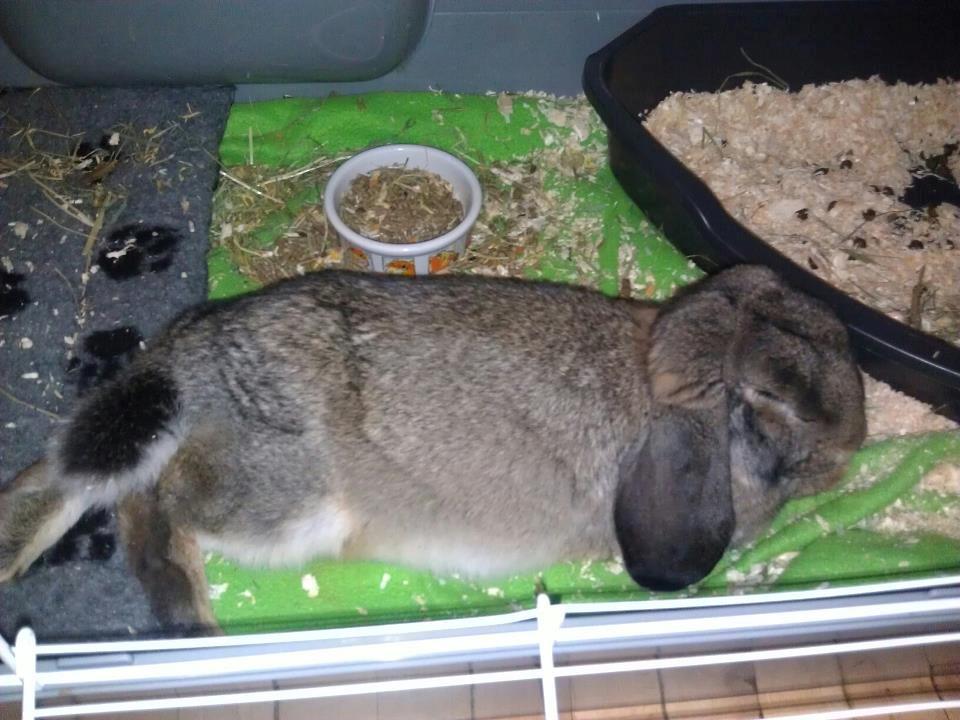 Kanin Mundo Fransk vædder billede 29