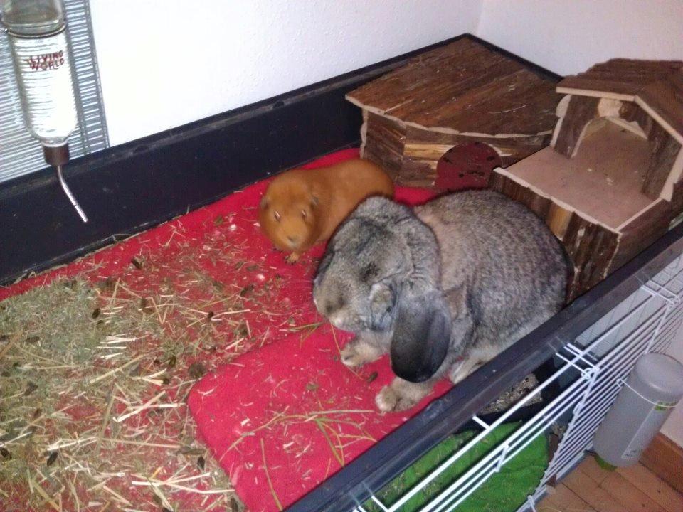 Kanin Mundo Fransk vædder - Hov! billede 28