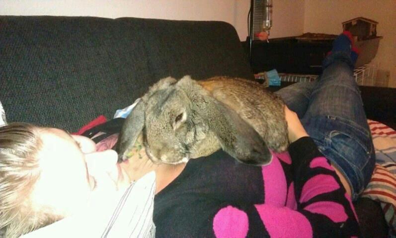 Kanin Mundo Fransk vædder - Da han lige var kommet ind af døren. billede 30