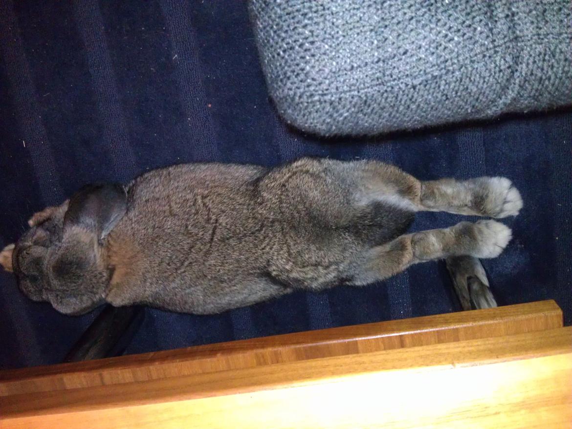 Kanin Mundo Fransk vædder billede 27