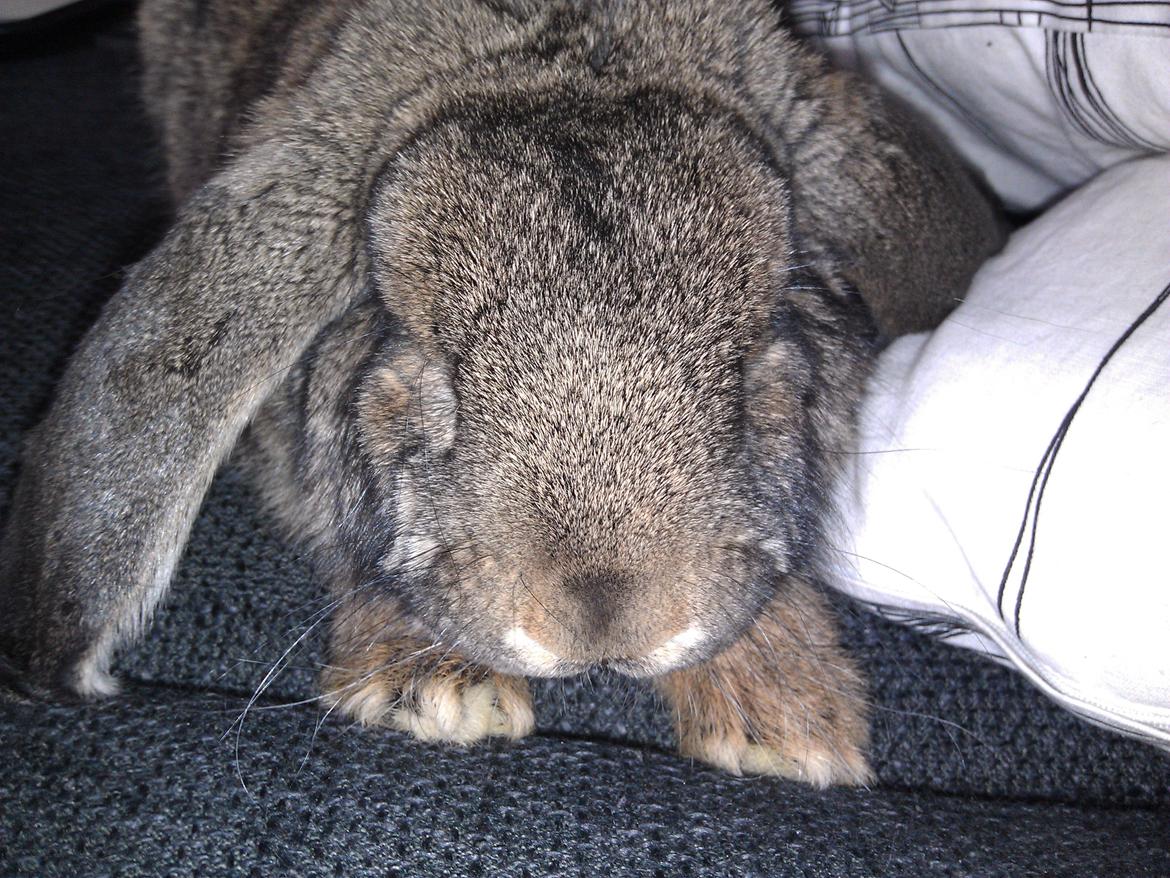 Kanin Mundo Fransk vædder - Graver i sofaen... billede 25