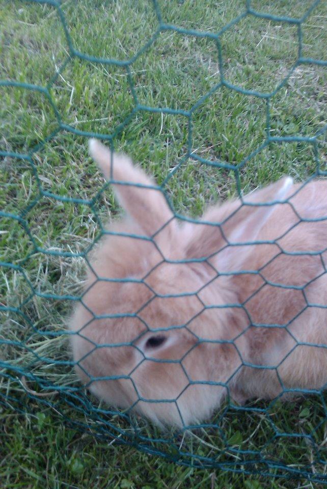 Kanin Team Fluffhop's Pjuske af Maragascad(himmelgnaver) - "Hvorfor kan jeg ikke komme ud" 
-sommer 2012 billede 6