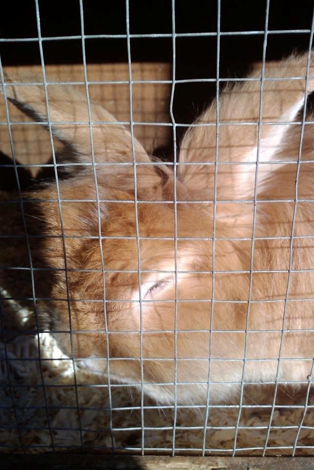 Kanin Team Fluffhop's Pjuske af Maragascad(himmelgnaver) - Det er 15 minutter efter han  er kommet hjem billede 4