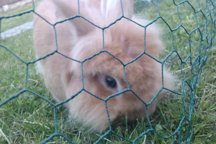 Kanin Team Fluffhop's Pjuske af Maragascad(himmelgnaver) - Dette er min Pjuskes profil billede 1