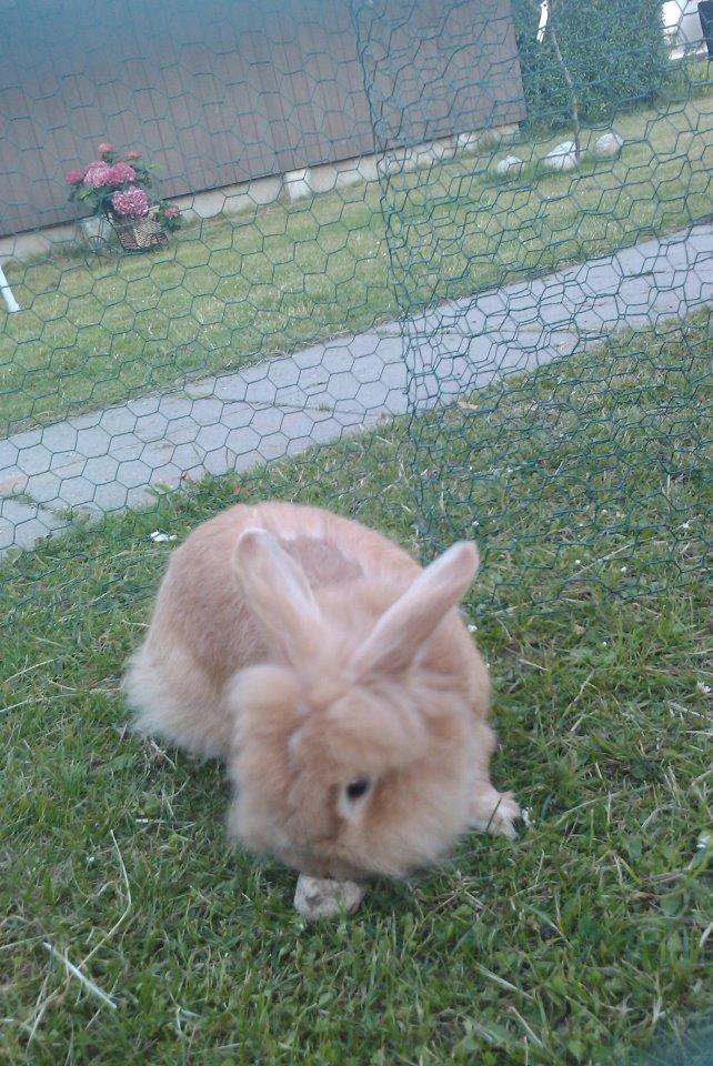 Kanin Team Fluffhop's Pjuske af Maragascad(himmelgnaver) - "Er det en sten ved min pote" 
-sommer 2012 billede 8