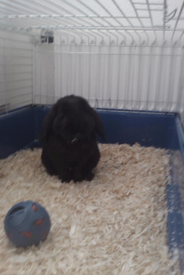 Kanin Bambi R.I.P. - Så glad for sit nye bur billede 3