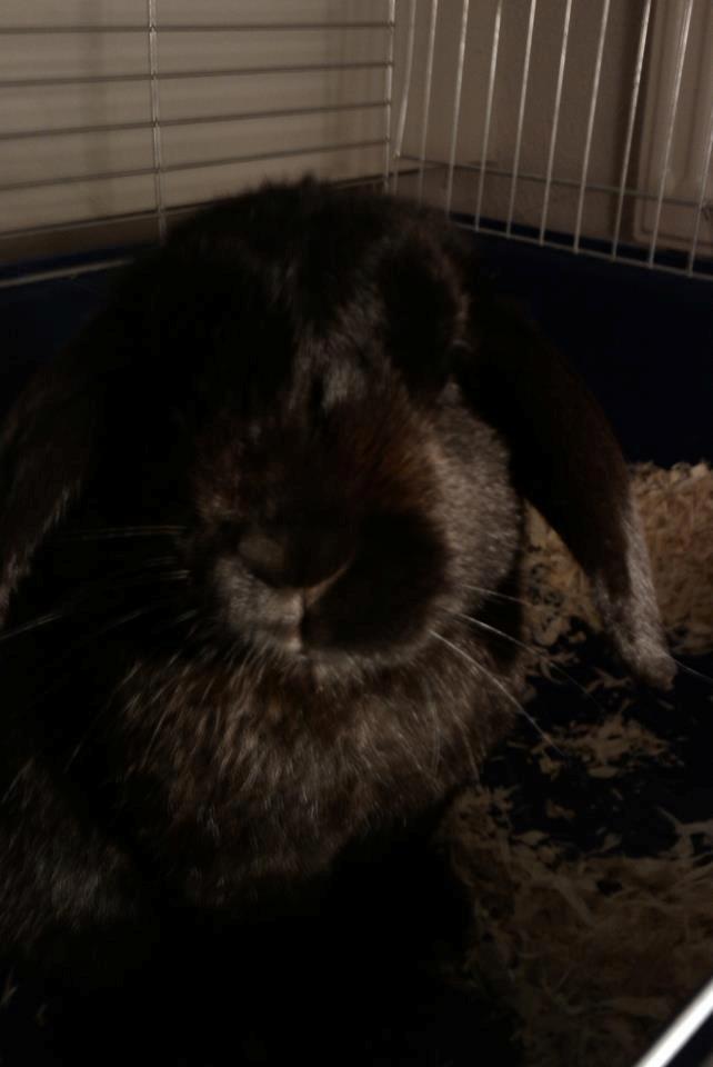 Kanin Bambi R.I.P. - Det smukke lille andsigt, altid klar til kys billede 2