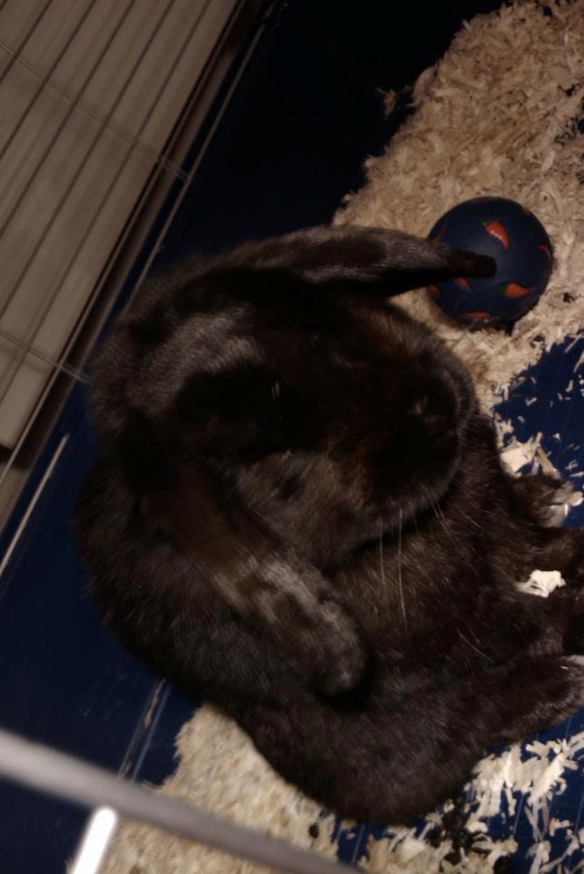 Kanin Bambi R.I.P. - Er du lidt træt gamle billede 4