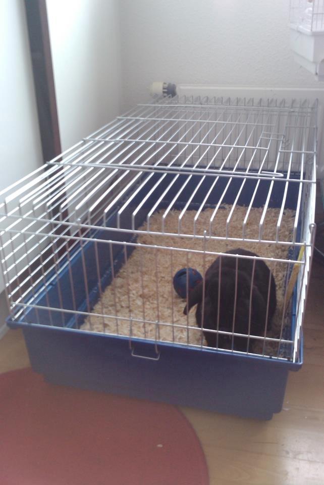 Kanin Bambi R.I.P. - Man nyder sit nye bur inden der kom hø ind billede 5