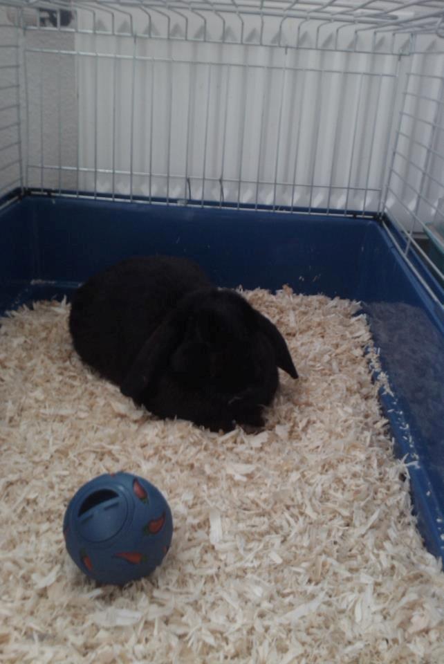 Kanin Bambi R.I.P. - Godt at putte billede 6