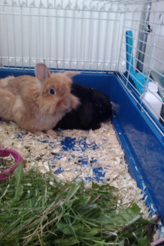 Kanin Bambi R.I.P. - De bedste venner til døden dem skilte 
"når enden var god, var alting godt billede 7