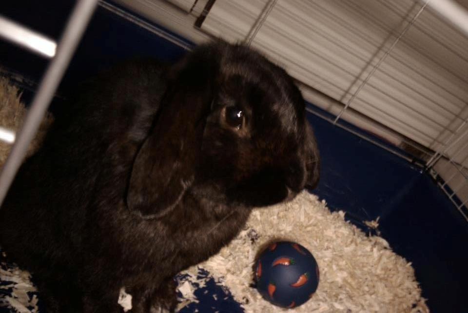 Kanin Bambi R.I.P. - Velkommen til Bambis profil billede 1