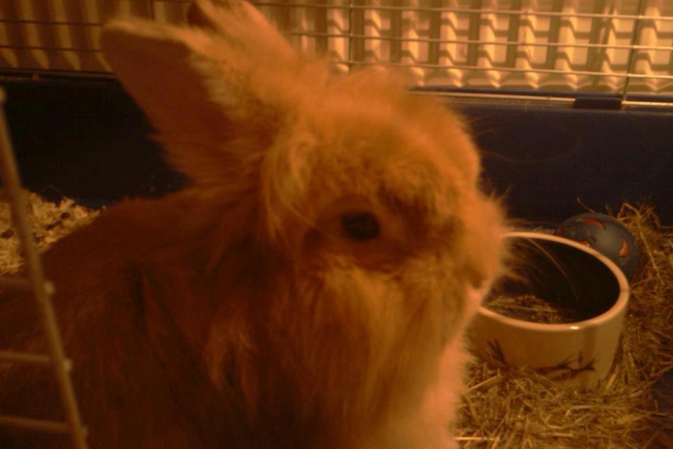 Kanin Team Fluffhop's Pjuske af Maragascad(himmelgnaver) - Han er bare lige lidt fotogen
19/12/12 billede 9