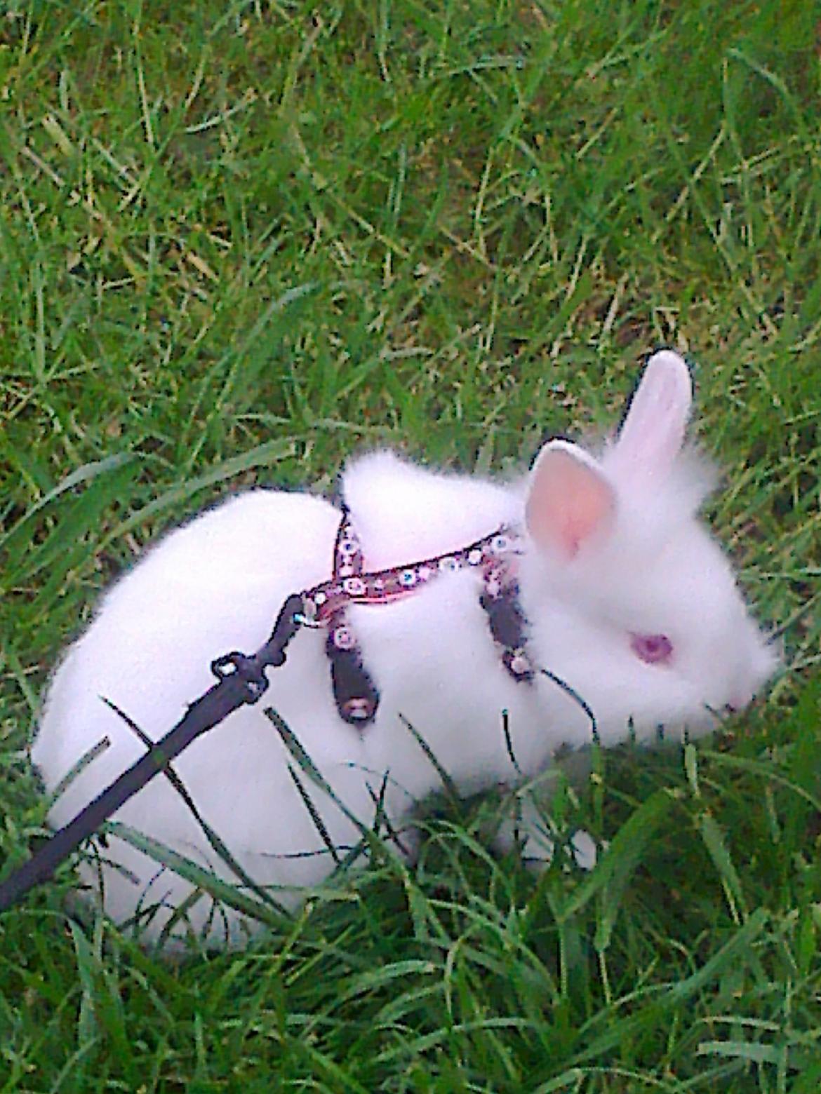 Kanin Snowball billede 1